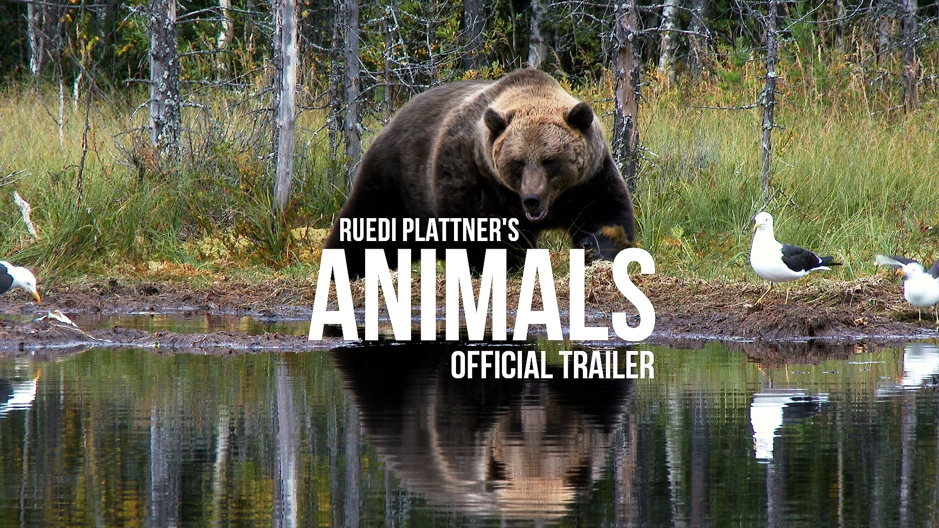 ANIMALS Trailer